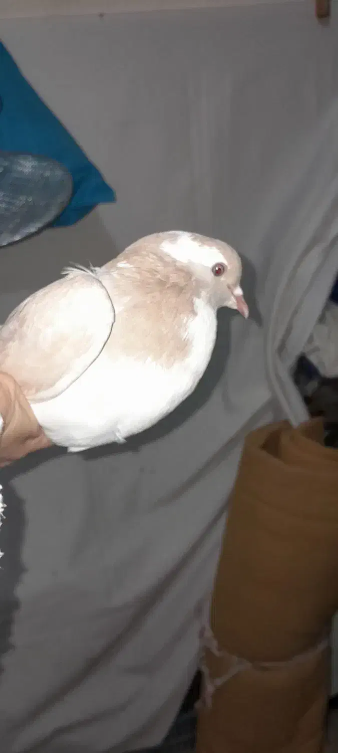 کفتر|پرنده|سبزوار, فیاض|دیوار