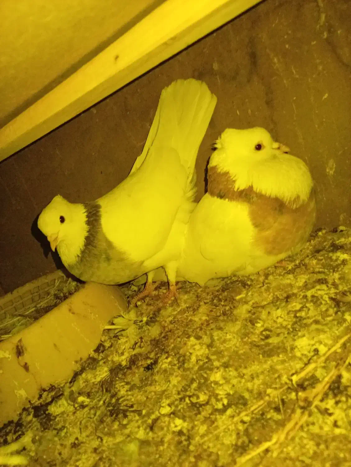 کبوتر طوقی|پرنده|بروجن, |دیوار