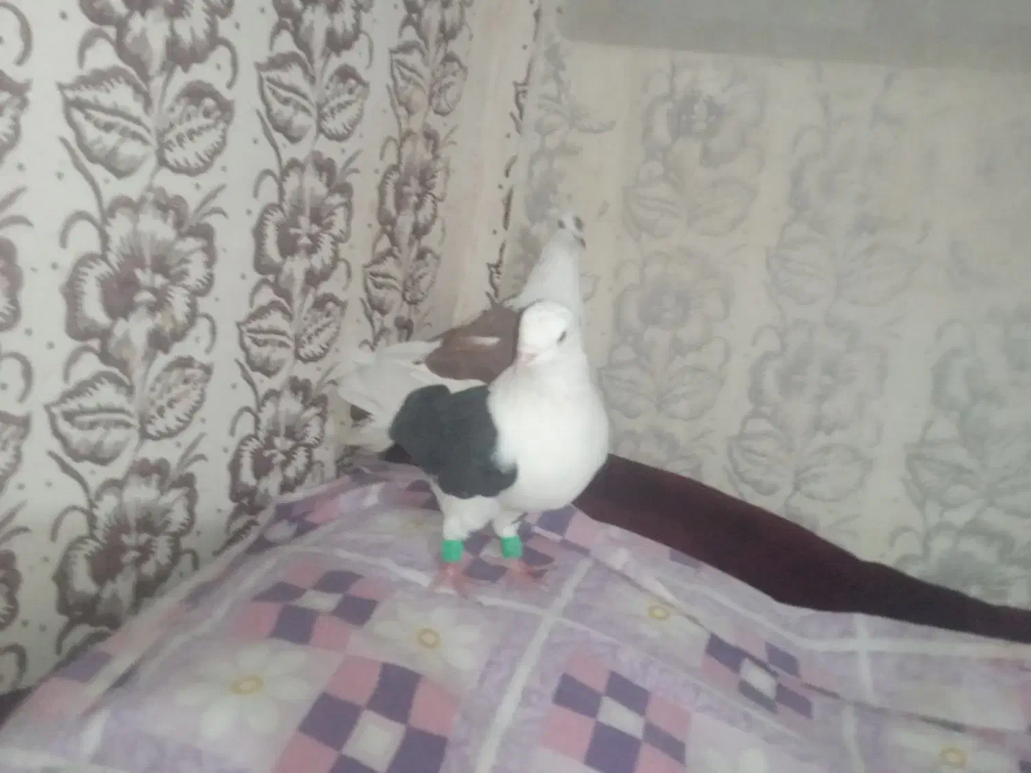 پشت|پرنده|مشهد, ایوان|دیوار