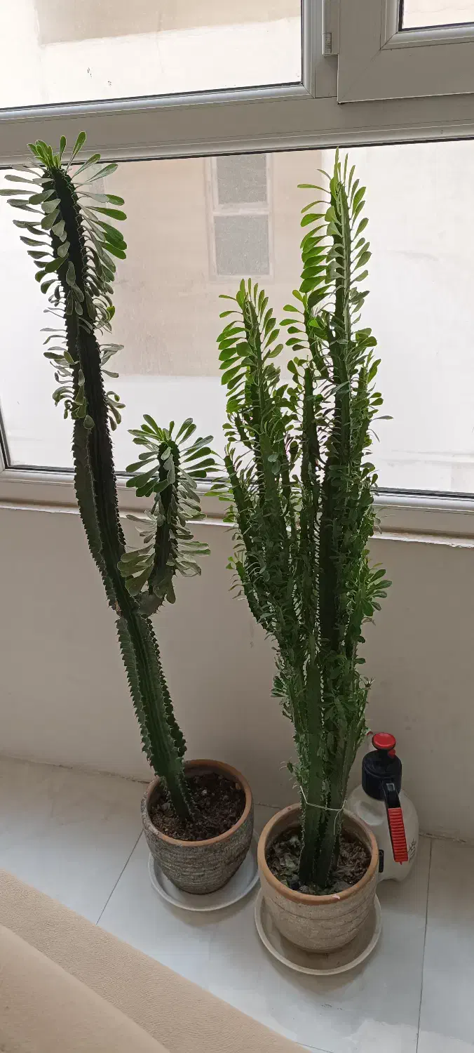 افوربیا سبز|گل و گیاه طبیعی|گرمدره, |دیوار