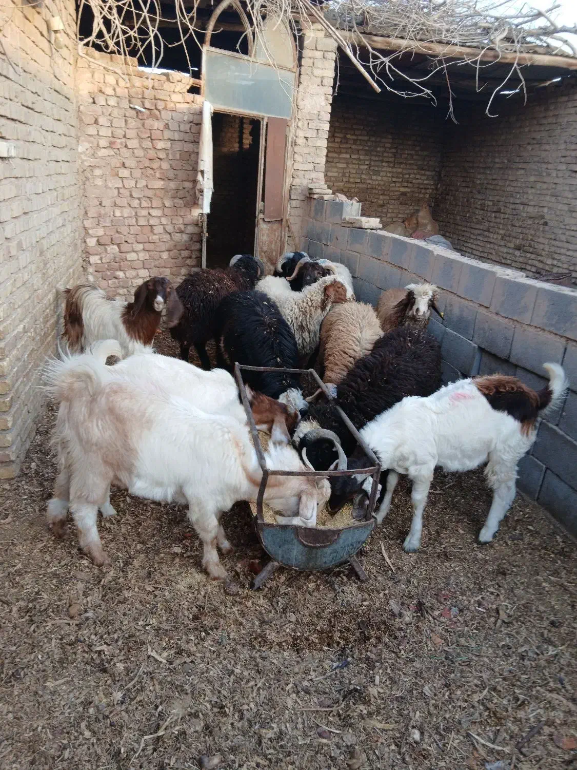 بره|حیوانات مزرعه|یزد, |دیوار