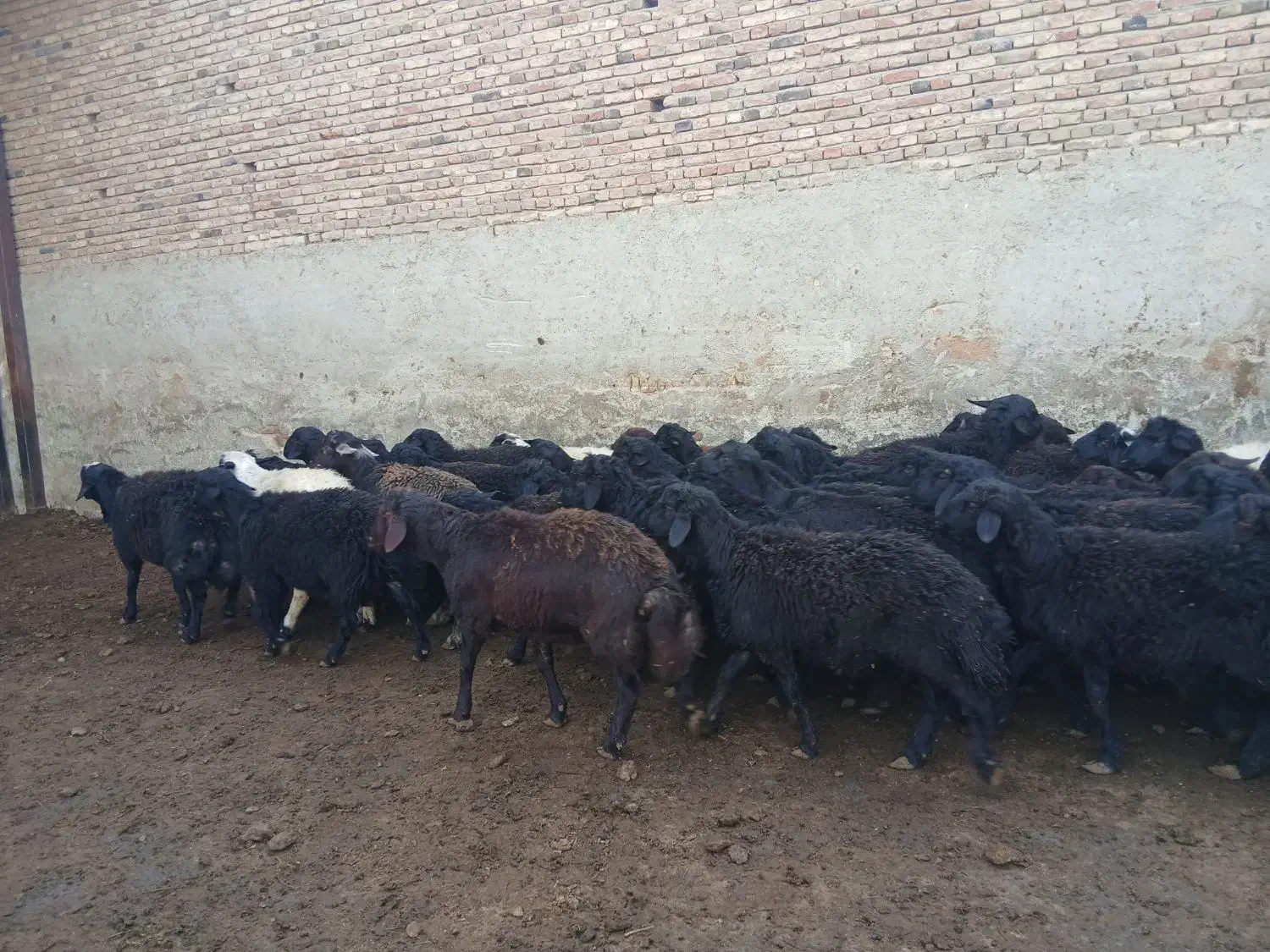 ۶۰راس قوچ قره قزل اصل|حیوانات مزرعه|لالجین, |دیوار