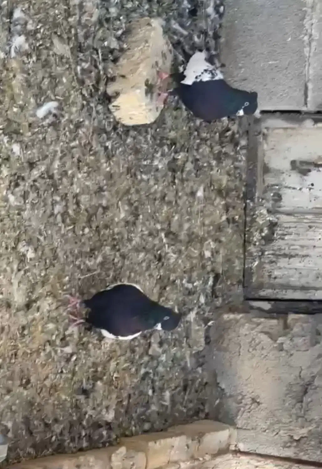 کفتر|پرنده|کوار, |دیوار