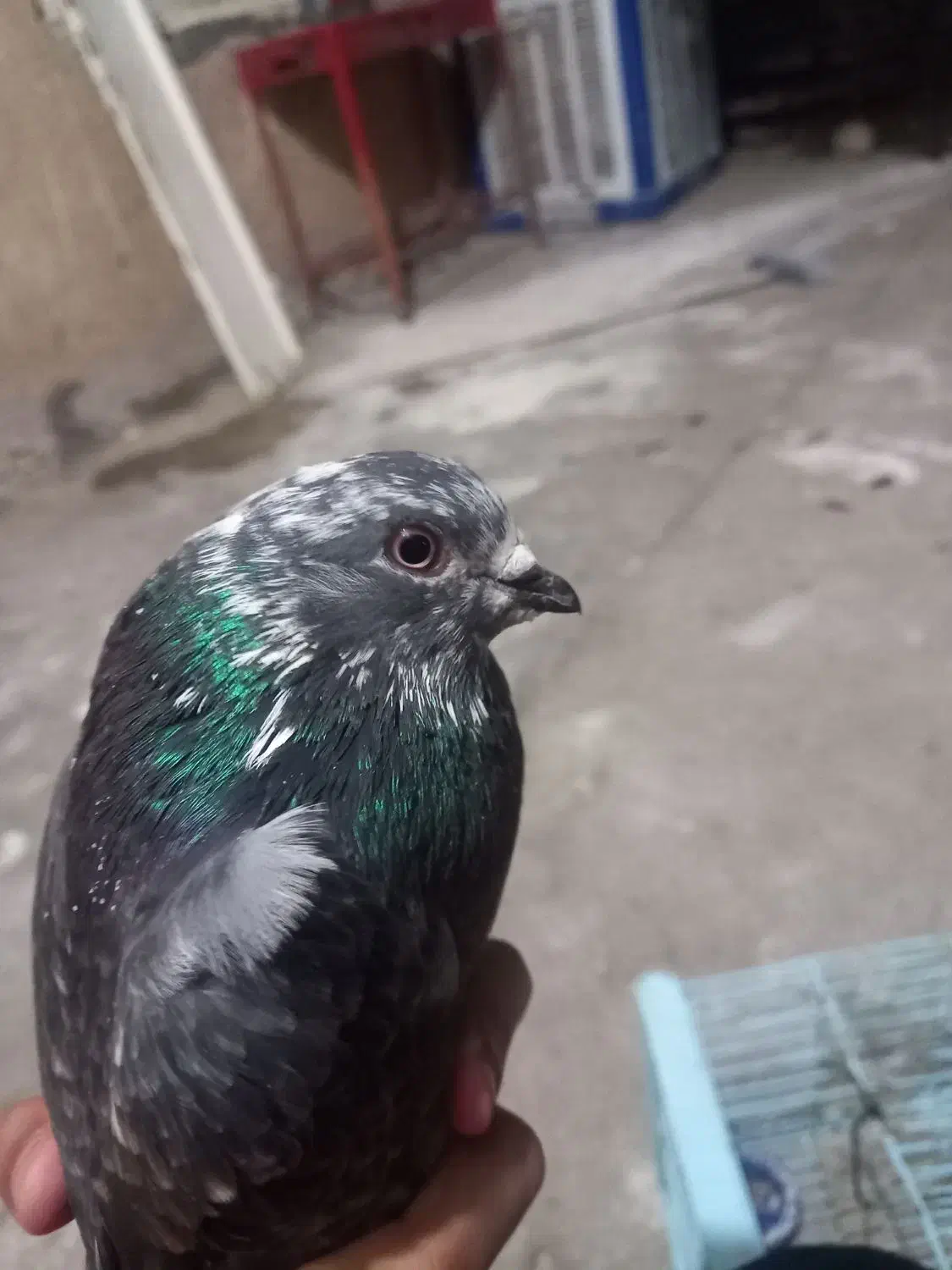 جوجه محلی بارنی معاوضه با کبوتر جفت|پرنده|ایذه, |دیوار