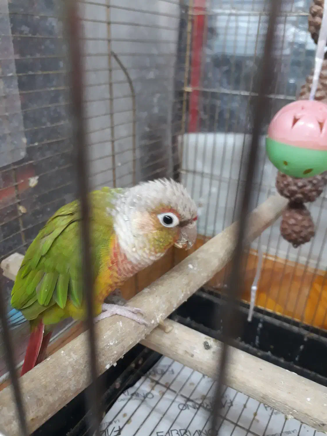 گرینچیک|پرنده|تهران, آشتیانی|دیوار