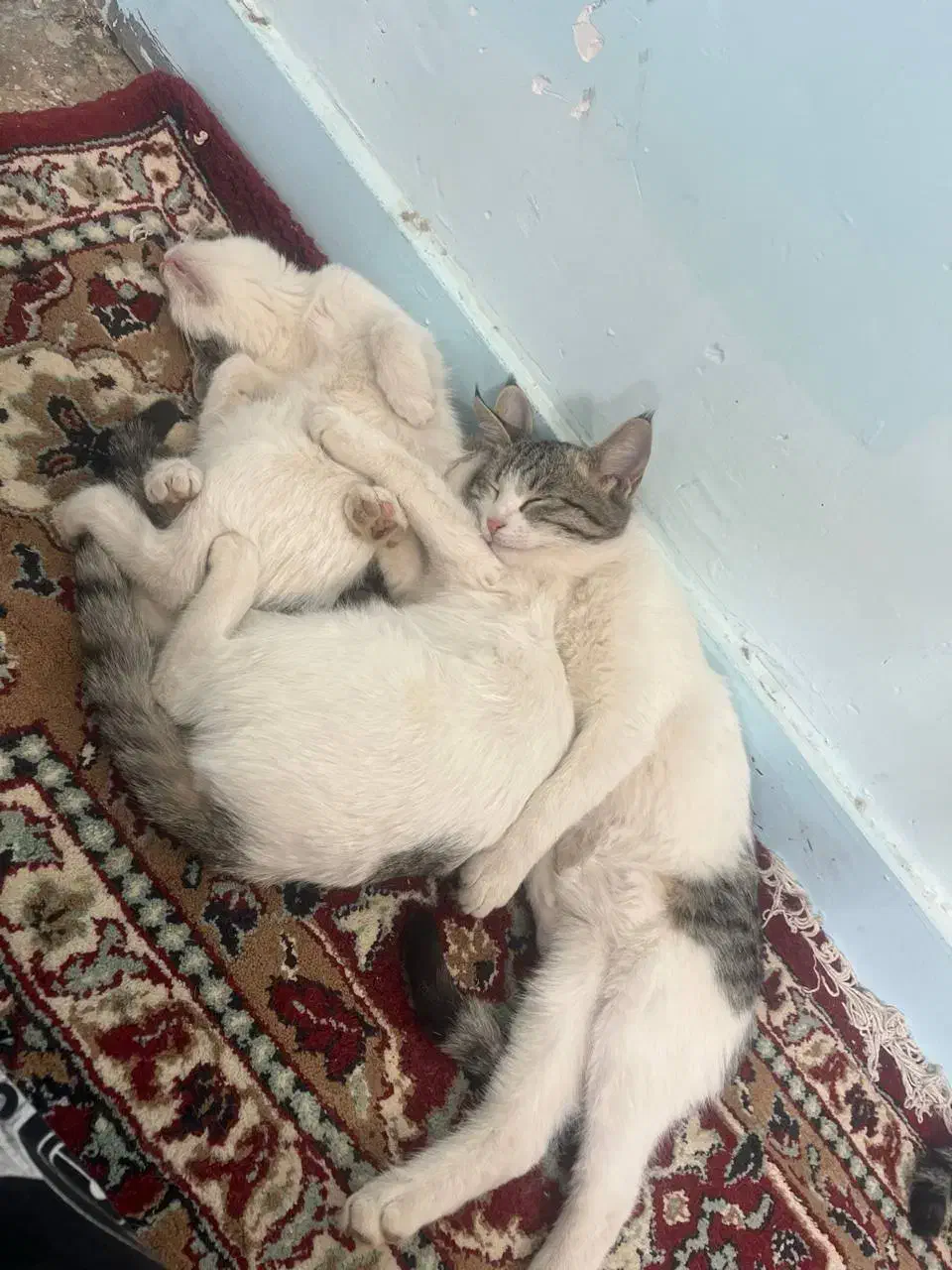 واگذاری رایگان بچه گربه خونگی|گربه|بیرجند, |دیوار