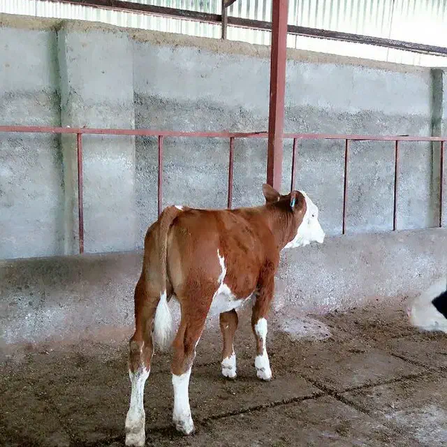 گاو گوساله|حیوانات مزرعه|شیراز, حومه شیراز|دیوار