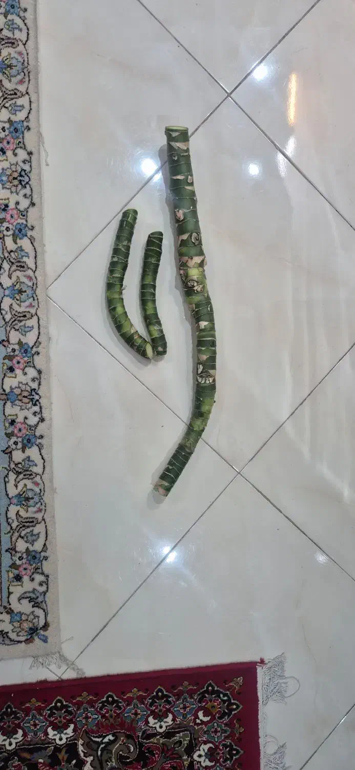 ساقه دیفن حداقل ۱۵ساله|گل و گیاه طبیعی|اندیشه, شهرک صدف|دیوار