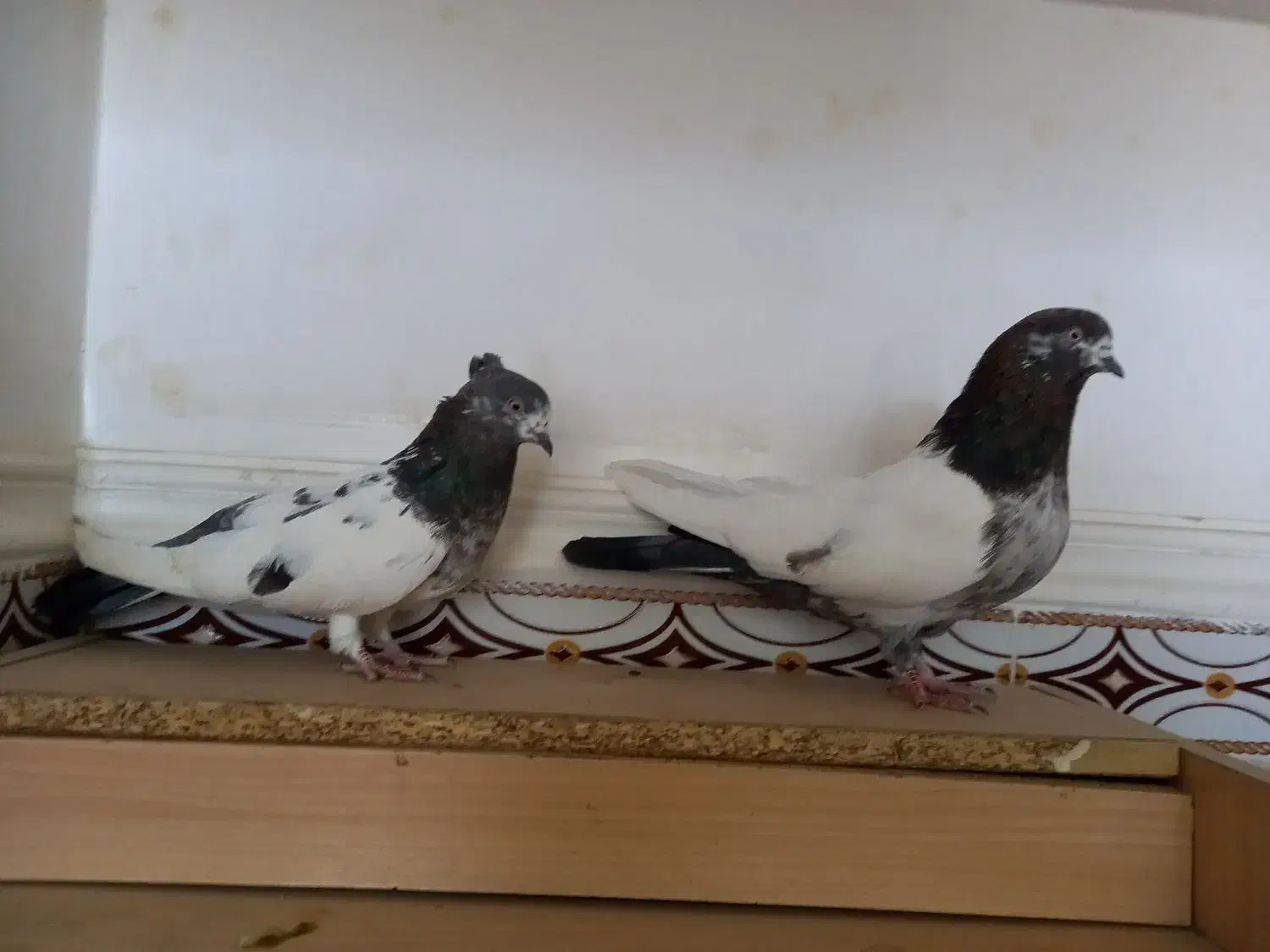 کبوتر کله ای وتکدوم|پرنده|لالجین, |دیوار