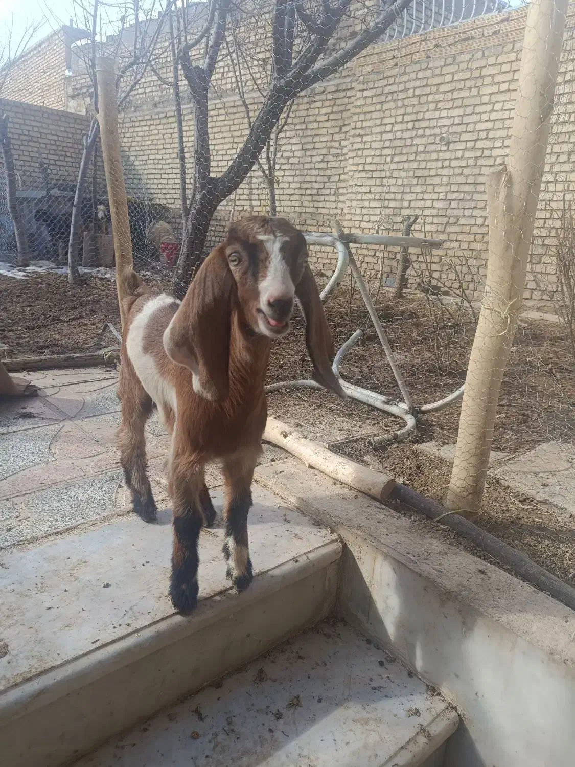 فروش بز وبزغاله،|حیوانات مزرعه|فرخشهر, |دیوار