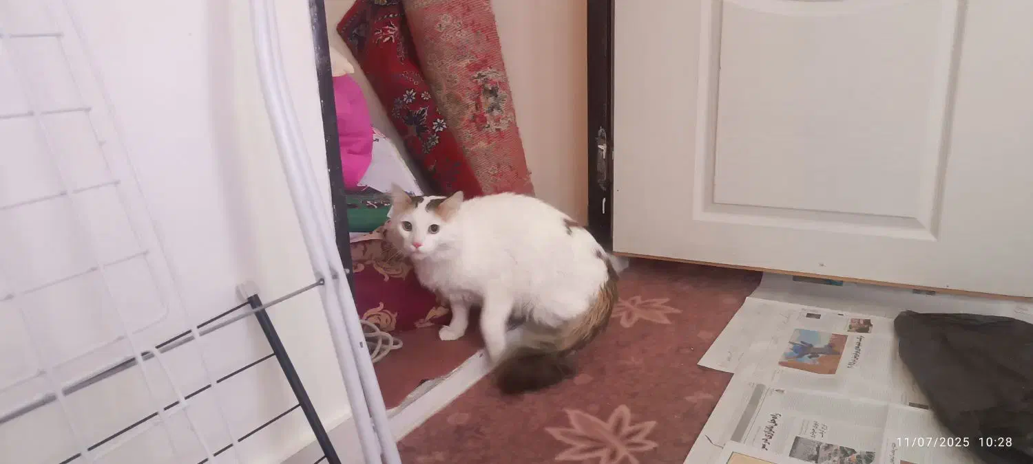 وگذاری گربه نژاد دار - رایگان|گربه|زنجان, |دیوار