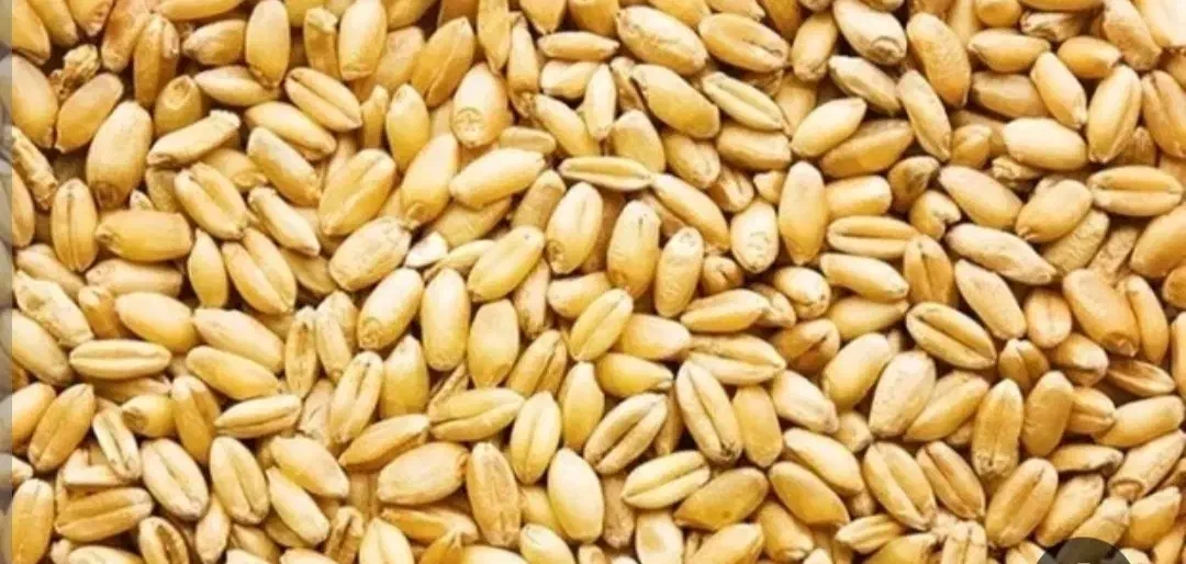 گندم|خوردنی و آشامیدنی|بروجن, |دیوار