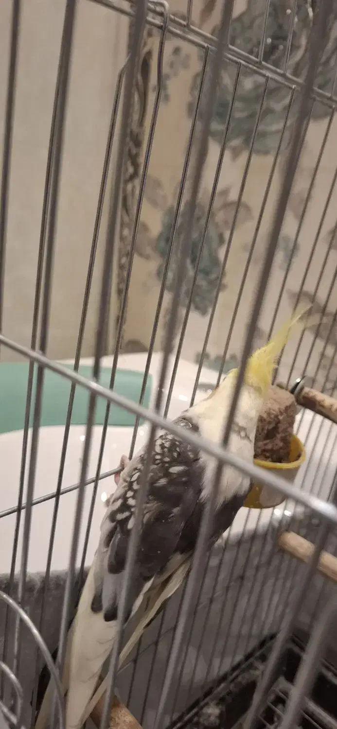 جفت عروس هلندی مولد کلکسیونی با 6تا تخم ‌و لوازم|پرنده|تهران, پردیسان|دیوار