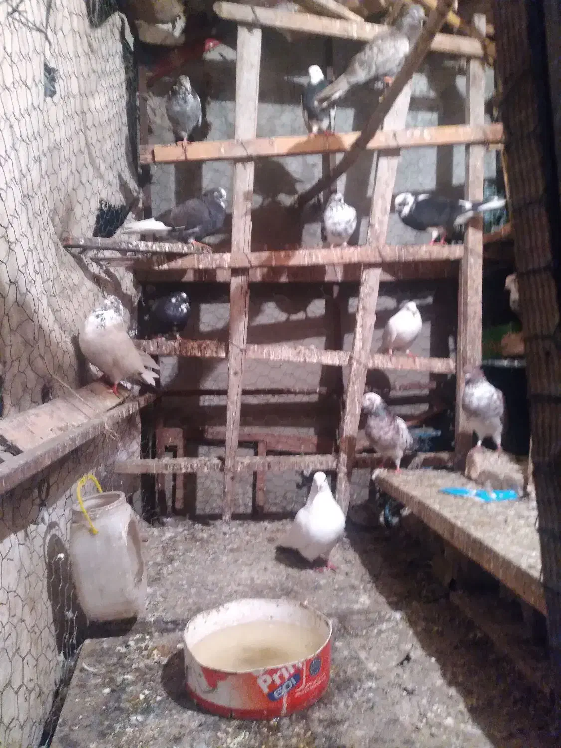 چندتا کبوتر تکپر ساعتی سالم وسلامت بفروش میرسد|پرنده|دلند, |دیوار