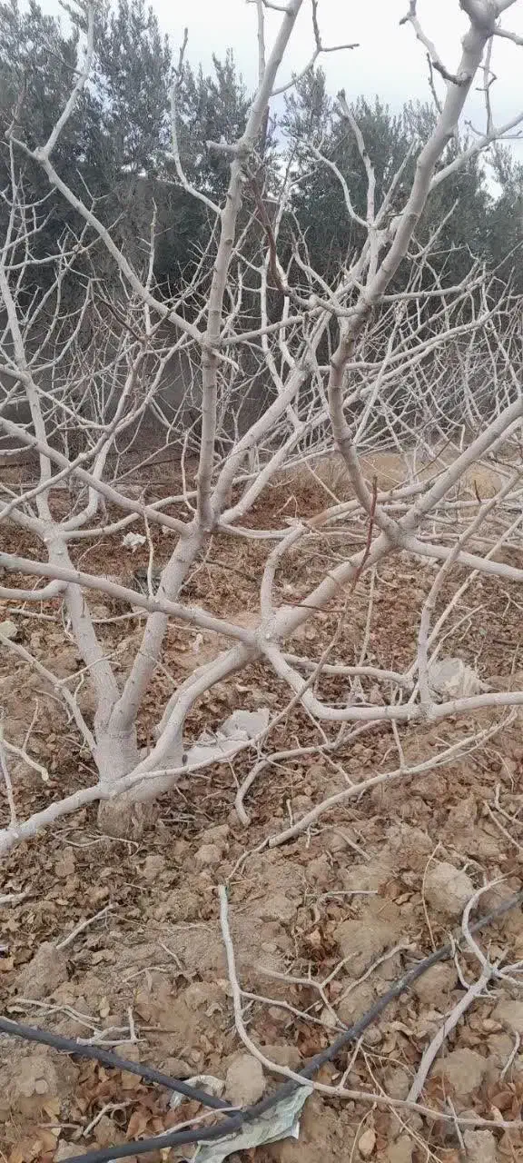 سلام صفر تا صد درختان پسته انجام می شود|خدمات باغبانی و درختکاری|قم, کوه سفید|دیوار