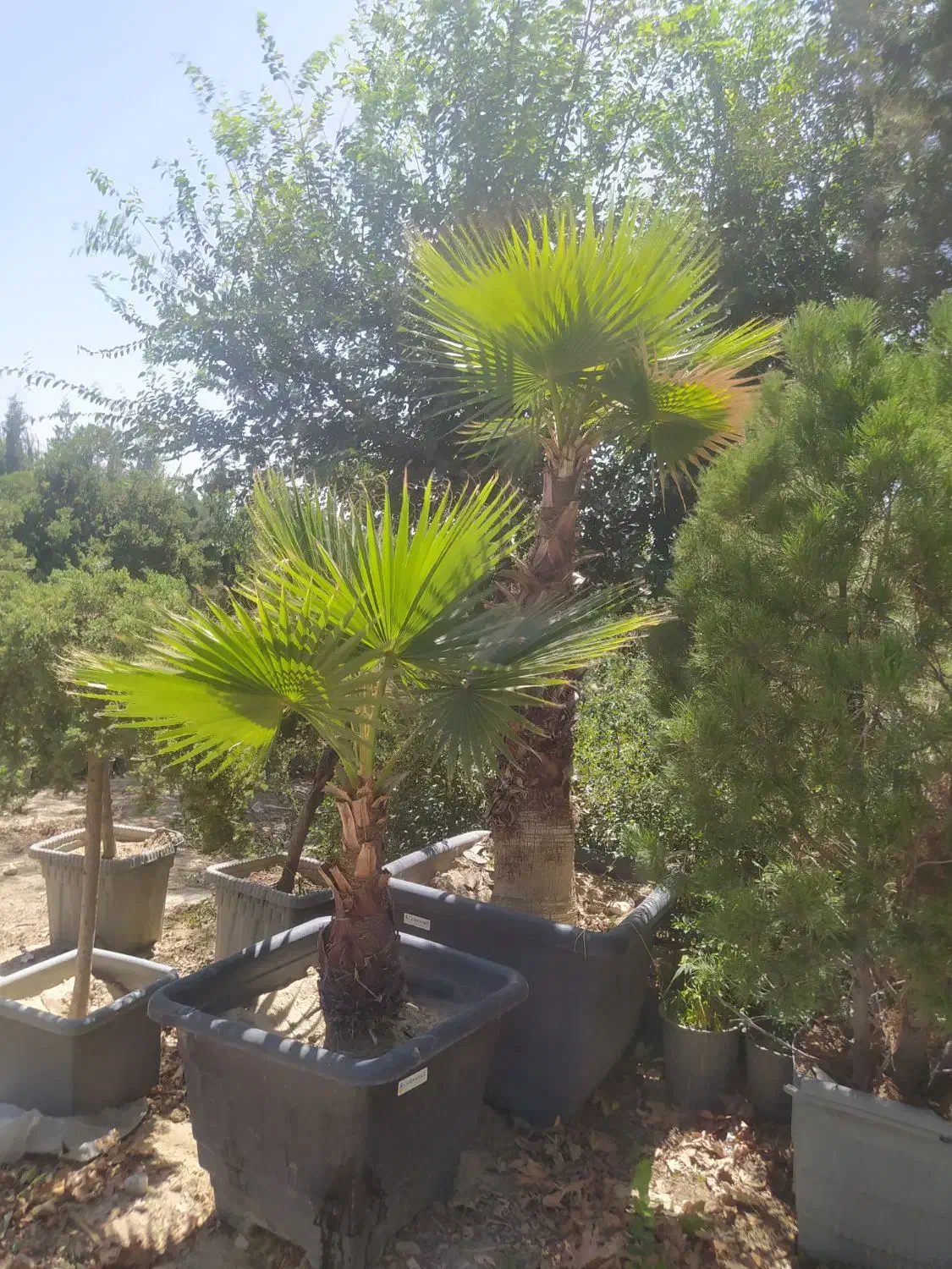 باغبان. طراح فضای سبز و نگهداری.هرس.کل کرج|خدمات باغبانی و درختکاری|کرج, شهرک نهال و بذر|دیوار