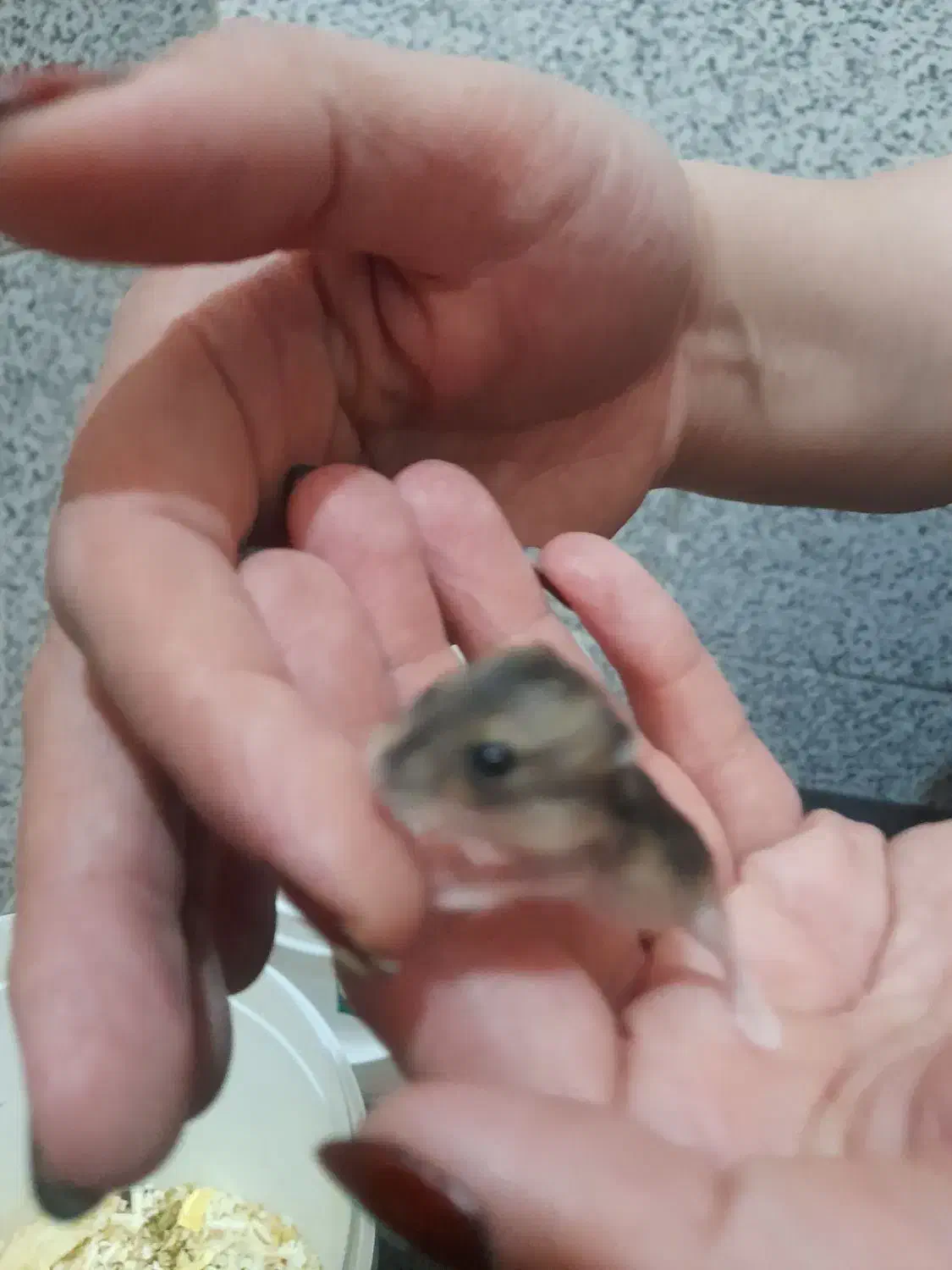 همستر تعدادی همستر سالم و بازیگوش ب فروش میرسو|موش و خرگوش|کوهسار (البرز), |دیوار