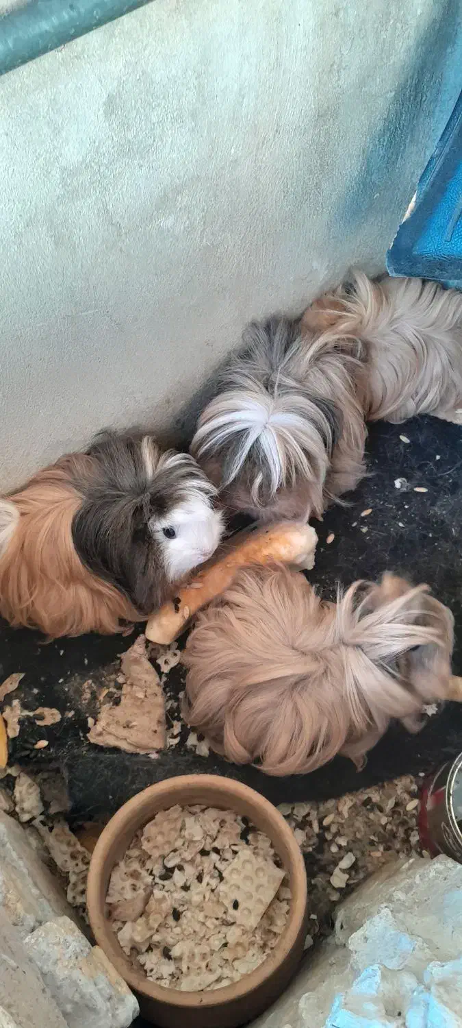 خوکچه هندی|موش و خرگوش|آبدانان, |دیوار