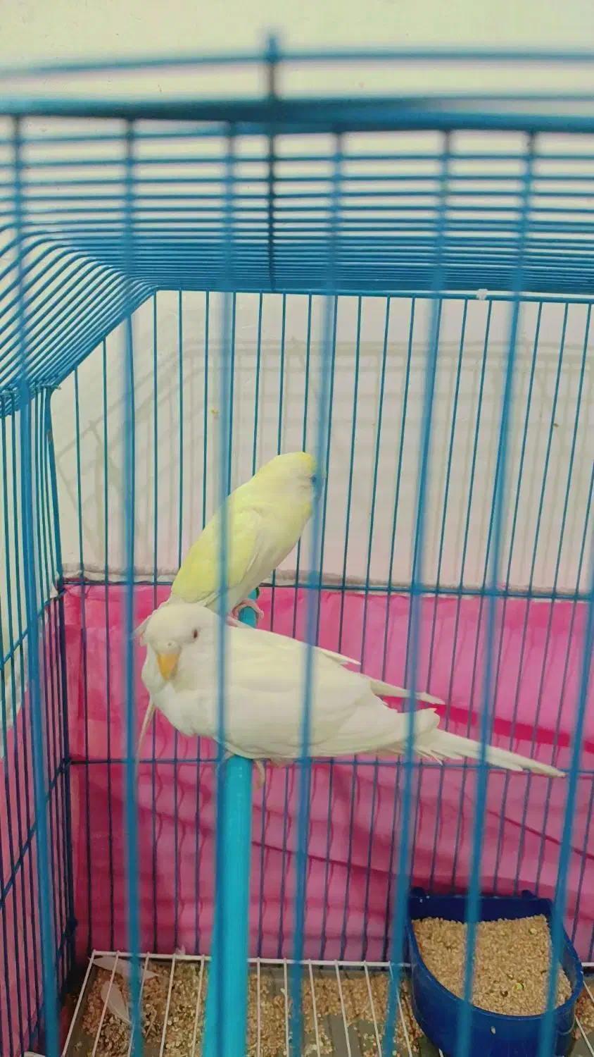 مرغ عشق|پرنده|آبادان, |دیوار