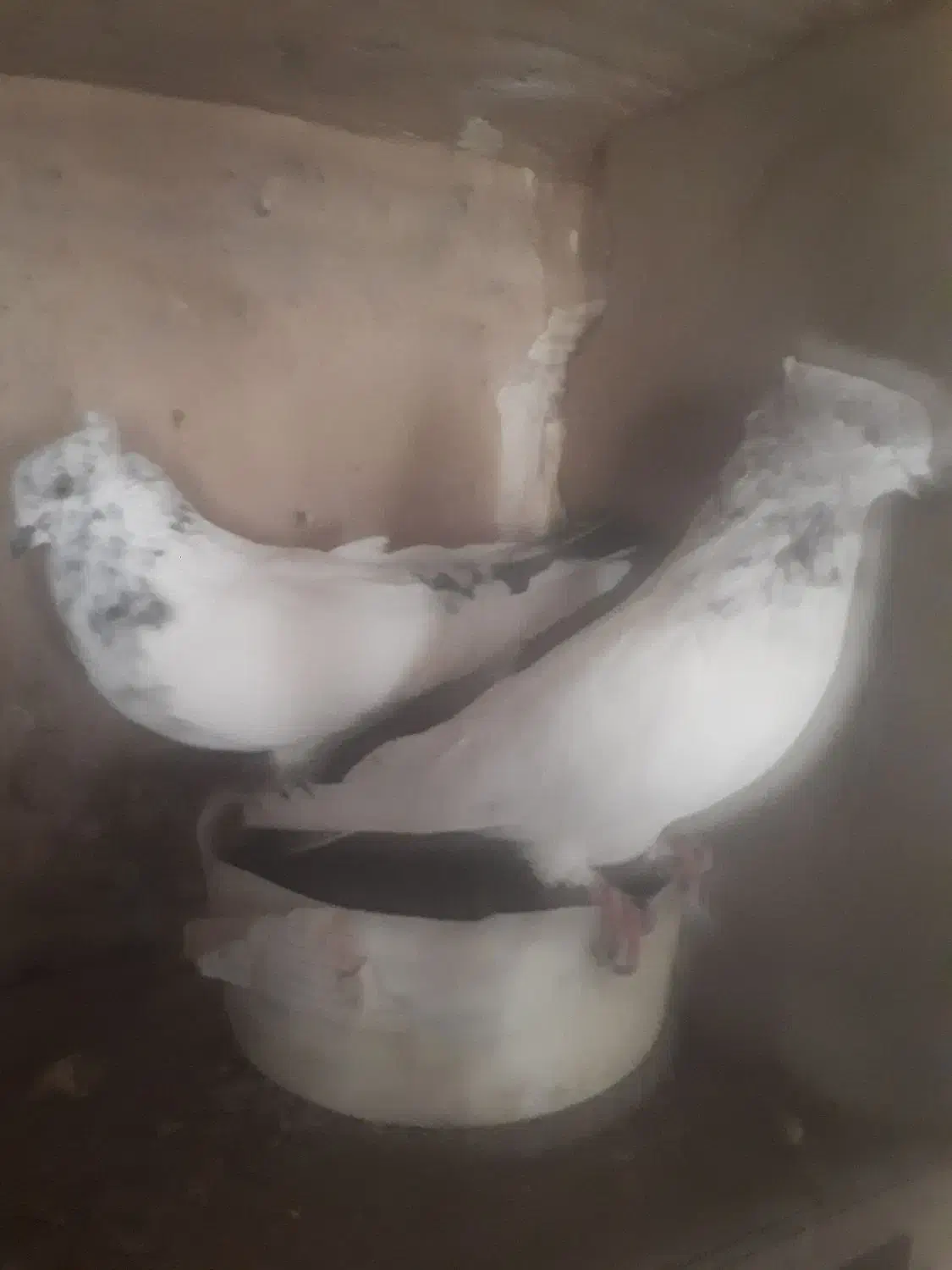 کبوتر پرشی اس|پرنده|مهدی شهر, |دیوار