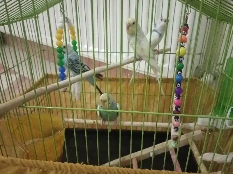 مرغ عشق سالم و سرحال|پرنده|کرج, شهرک فهمیده|دیوار