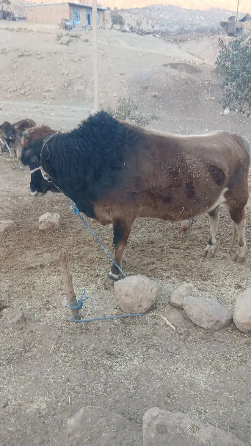 کل‌گاو|حیوانات مزرعه|کوهدشت, |دیوار