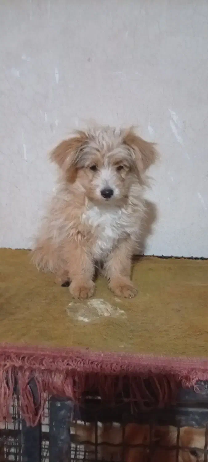 توله شیدزو|سگ|شیراز, وزیرآباد|دیوار