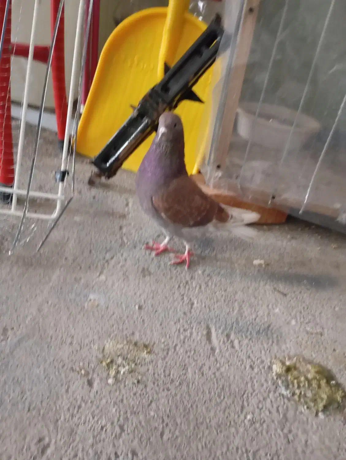 کبوتر‌‌|پرنده|پیرانشهر, |دیوار