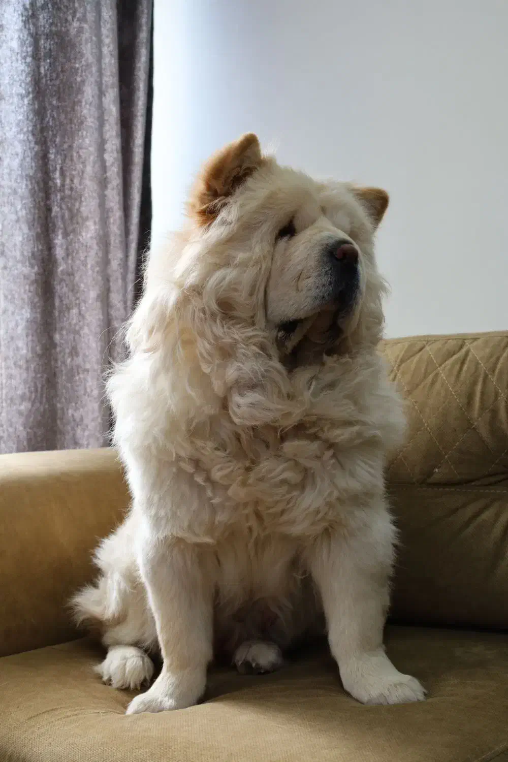 سگ چاوچاو|سگ|کرمان, |دیوار