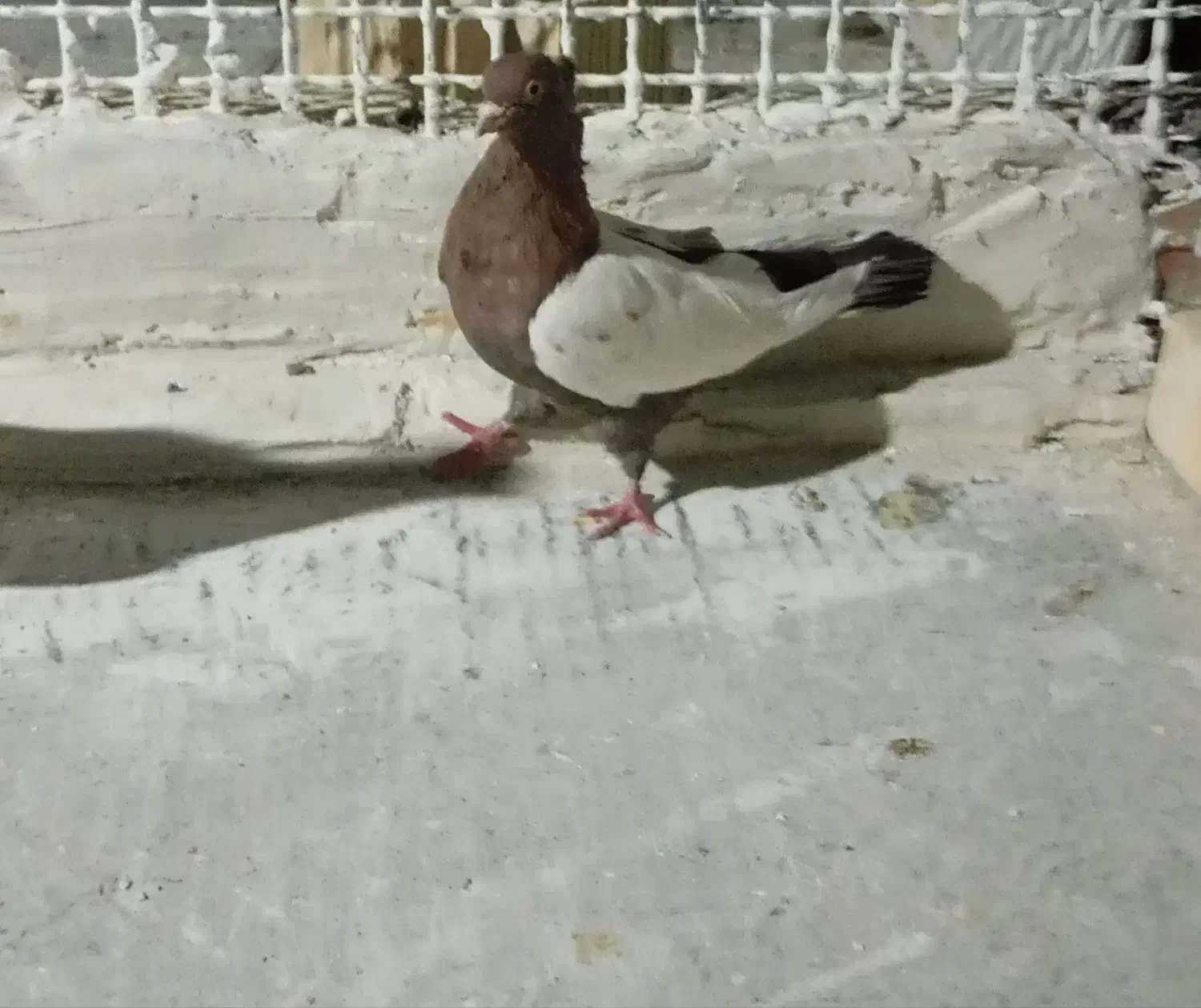 کفتر سینه|پرنده|فردوس (خراسان), |دیوار