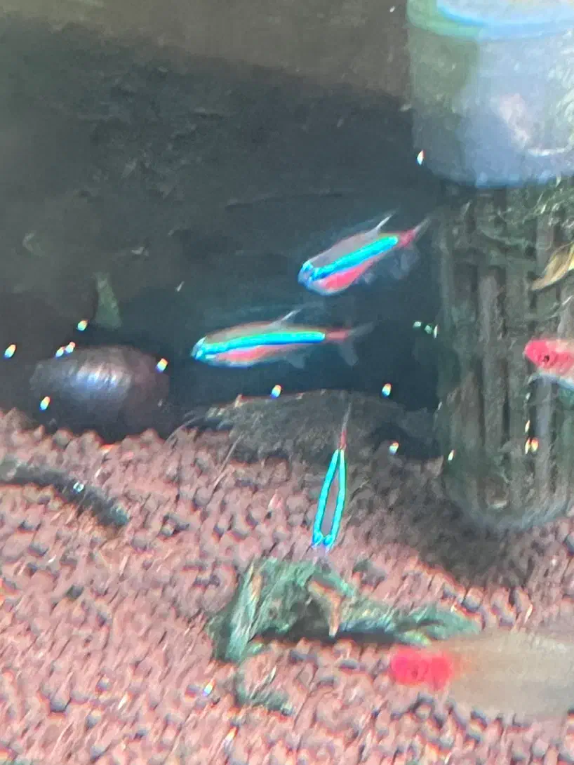 ماهی گیاه خوار تترا|ماهی|رشت, نیکمرام|دیوار