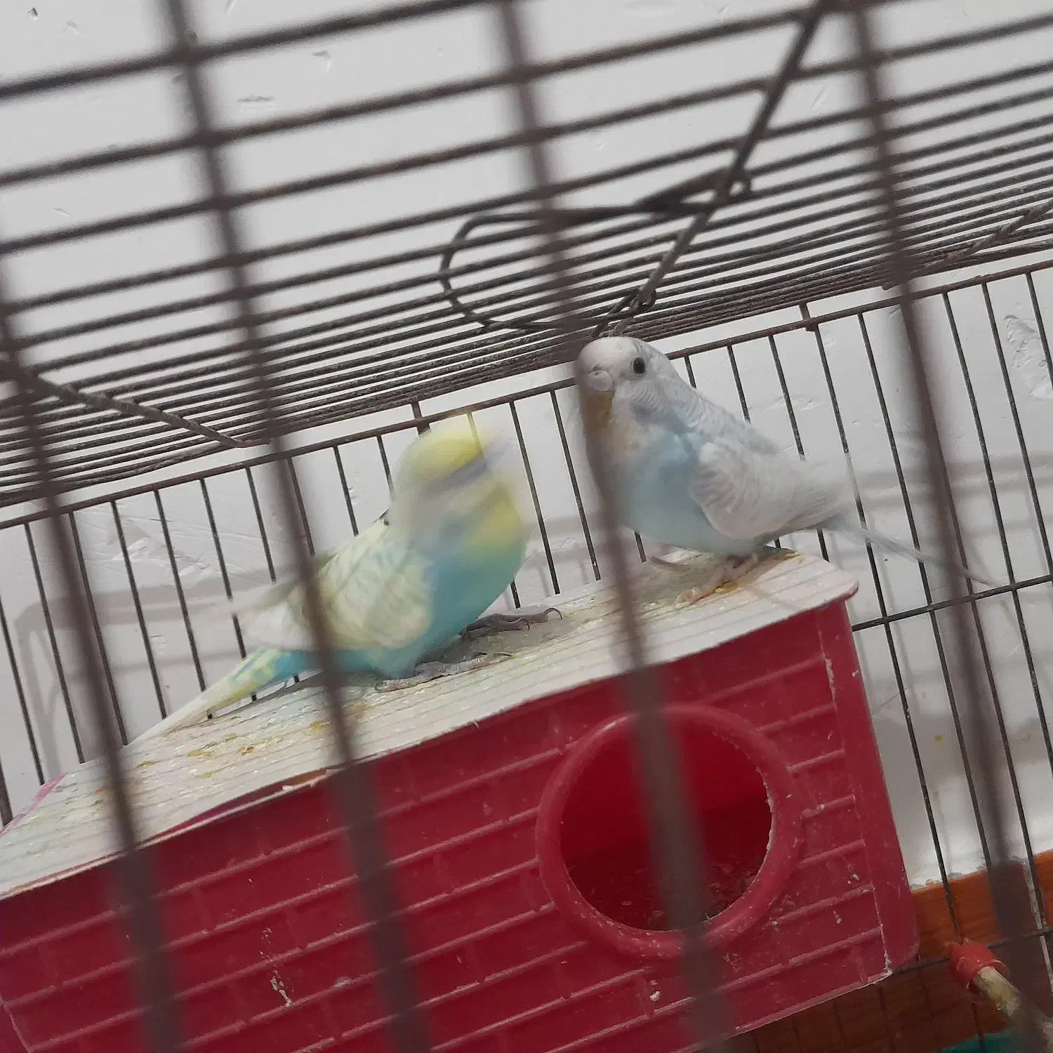 دوجفت مرغ عشق ساده و پشت پروانه ای|پرنده|جیرفت, |دیوار