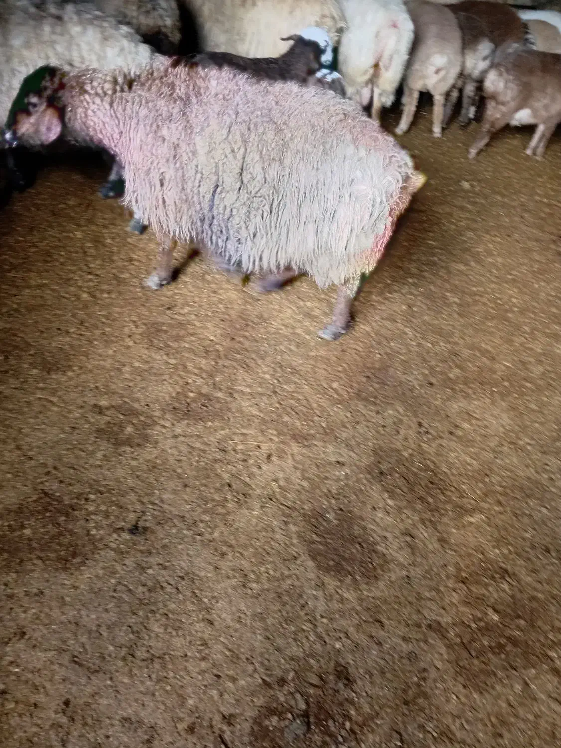 میش جوان کشتاری|حیوانات مزرعه|شیروان (خراسان), |دیوار