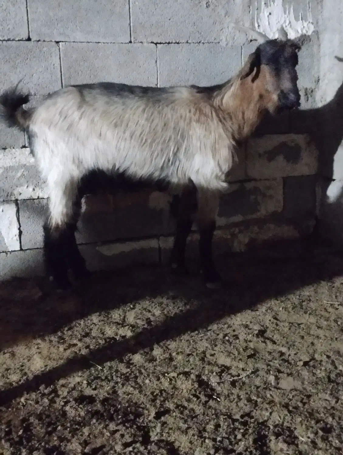 بز کهر دار|حیوانات مزرعه|طسوج, |دیوار