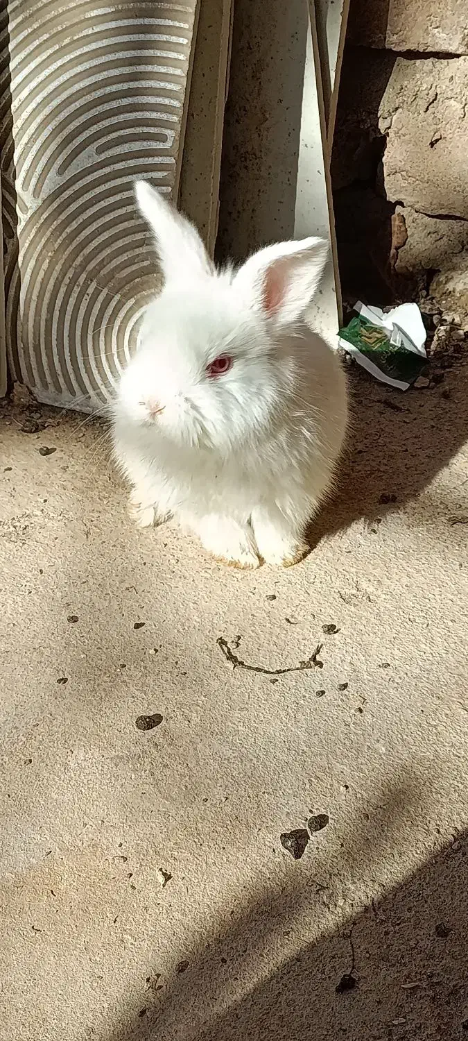 کروشک لوپ|موش و خرگوش|مهاباد (آذربایجان غربی), |دیوار