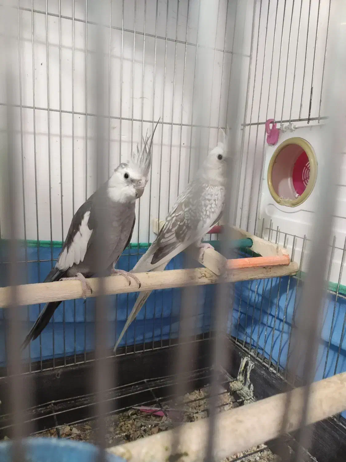 فروش عروس هلندی|پرنده|سنندج, |دیوار