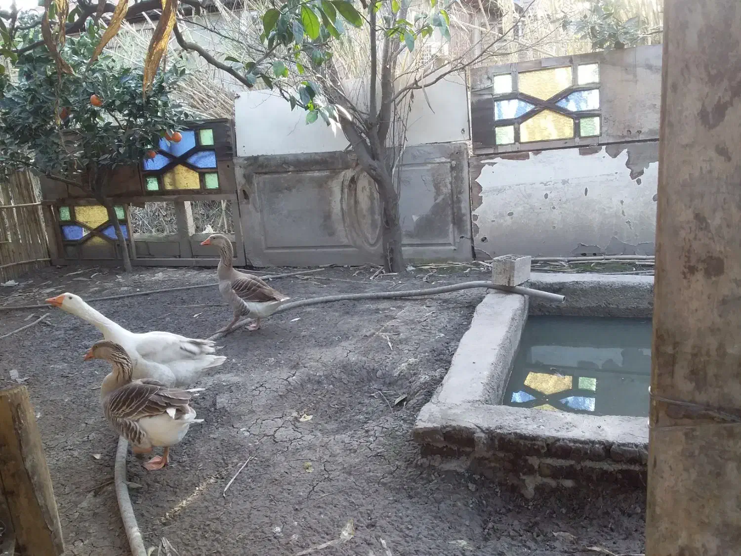 غاز|حیوانات مزرعه|ساری, |دیوار