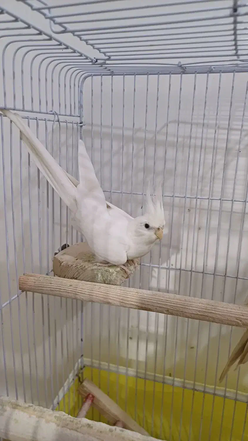 عروس هلندی آلبینو|پرنده|رشت, ولکس|دیوار