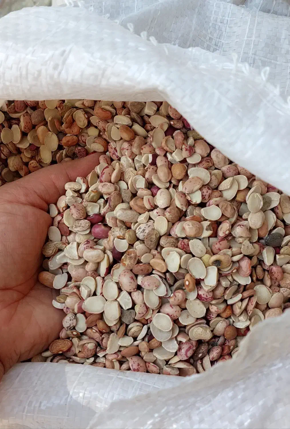 چهارتن لوبیا اش لپه به شرط|خوردنی و آشامیدنی|شیراز, کاراندیش|دیوار