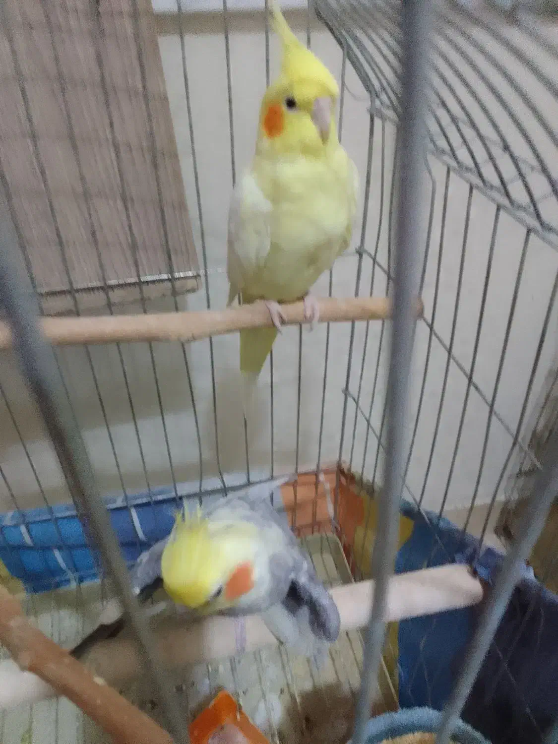 عروس هلندی نر وماده سخنگو|پرنده|تهران, جیحون|دیوار