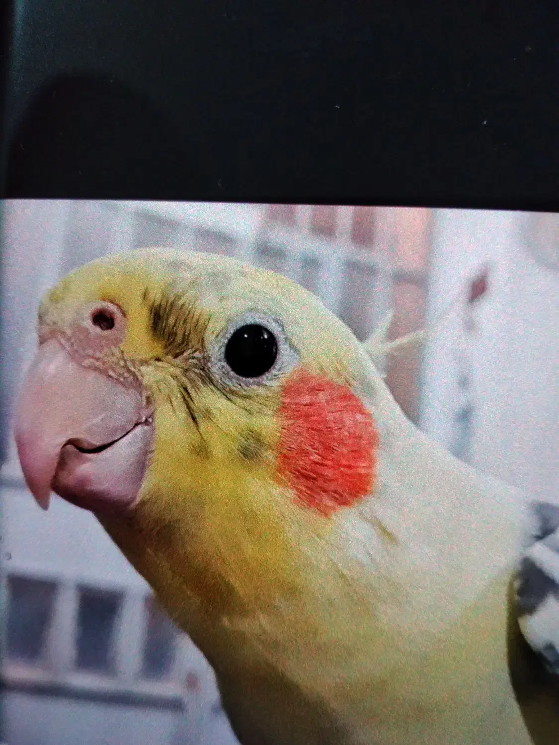 عروس هلندی پرواز کرده|حیوانات|اهواز, کیانشهر|دیوار