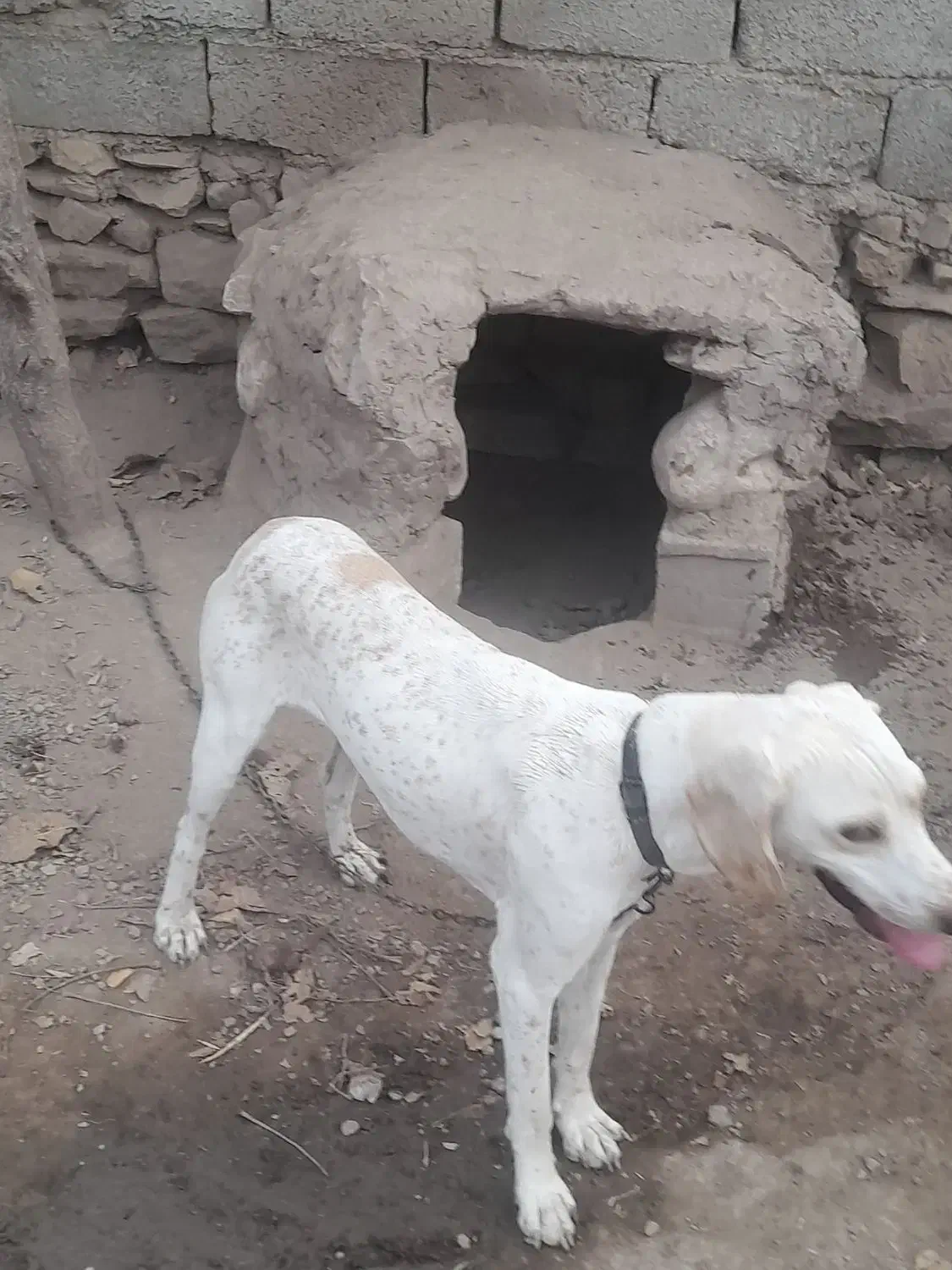 سگ دمبلان|سگ|گلی داغ, |دیوار