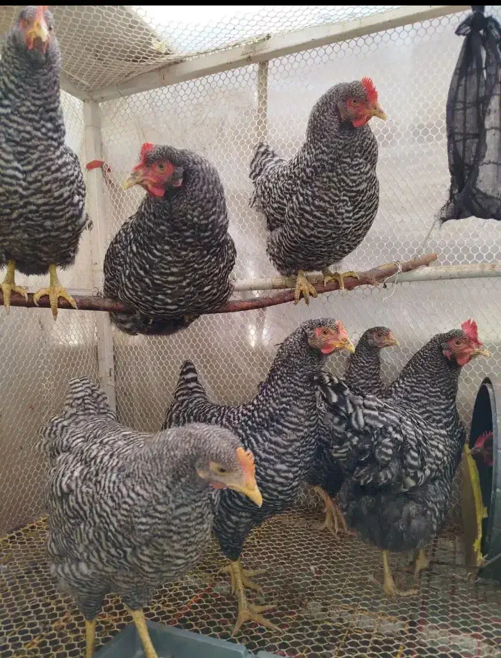 تخم مرغ نطفه دارزینتی|حیوانات مزرعه|شیراز, شیخ علی چوپان|دیوار