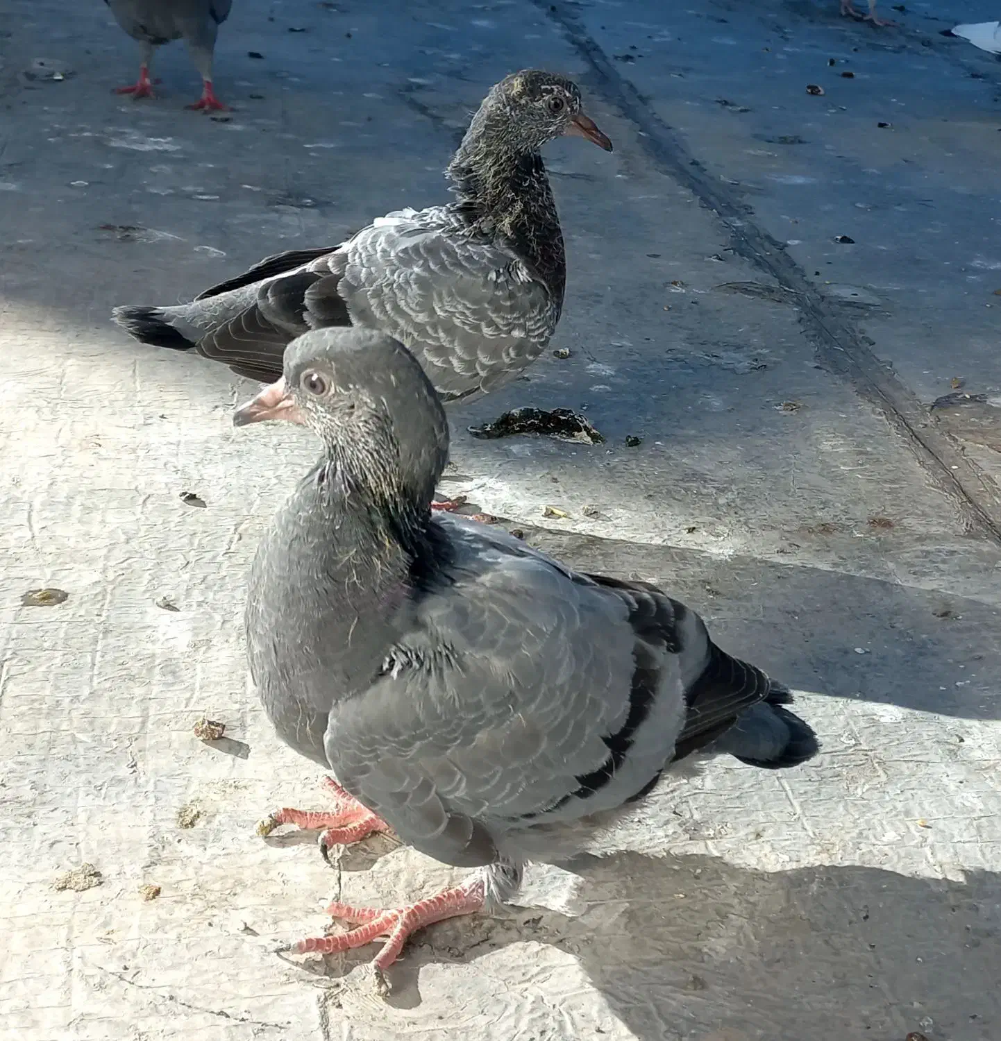 طوقی سفید بیزککیل و تیدی نر و چهار جوجه|پرنده|اردبیل, |دیوار