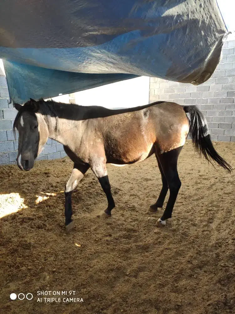 مادیان کرد|اسب و تجهیزات اسب‌سواری|نی‌ریز, |دیوار