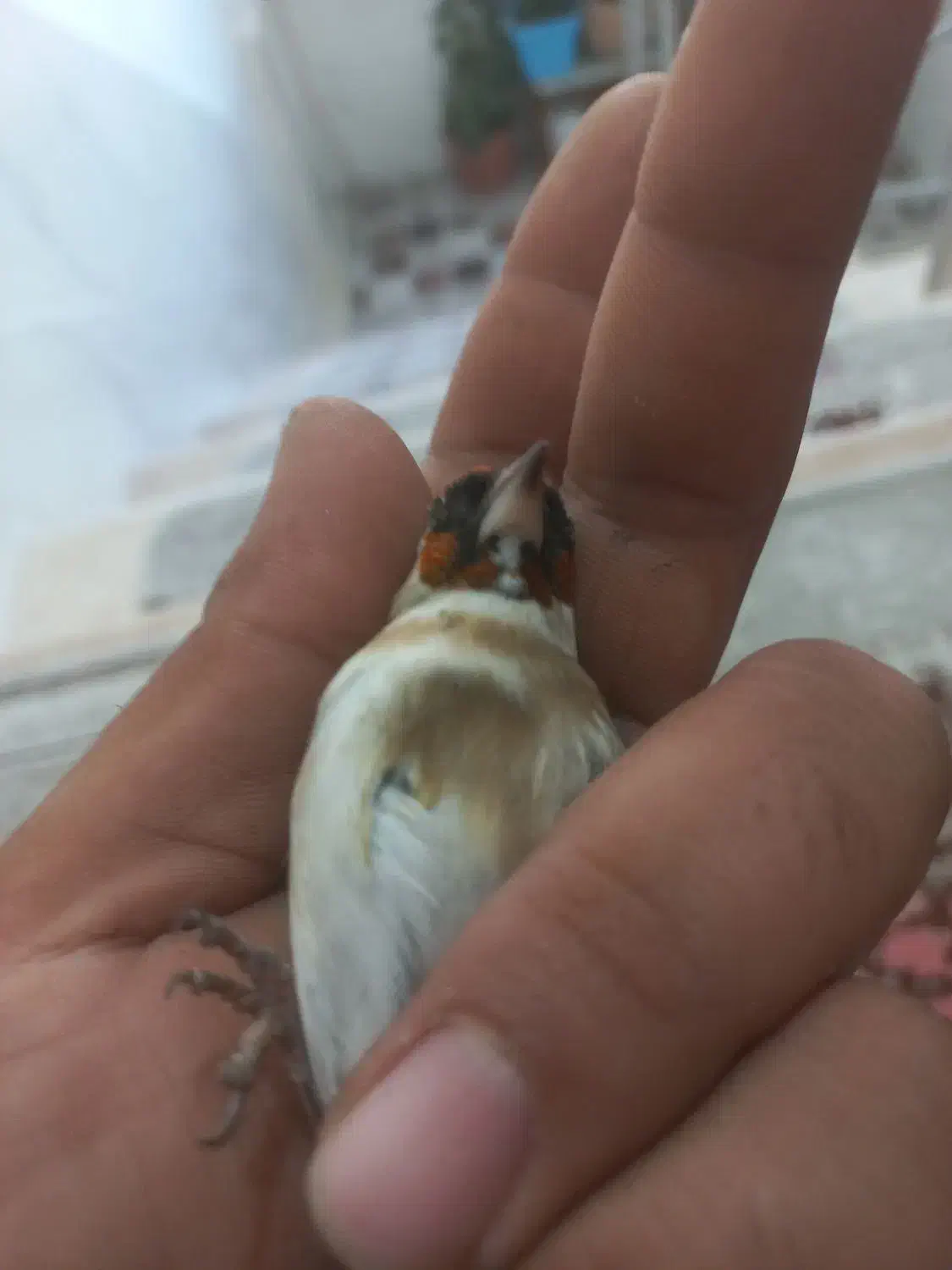 پرنده سهره چونه خطی|پرنده|اردبیل, |دیوار