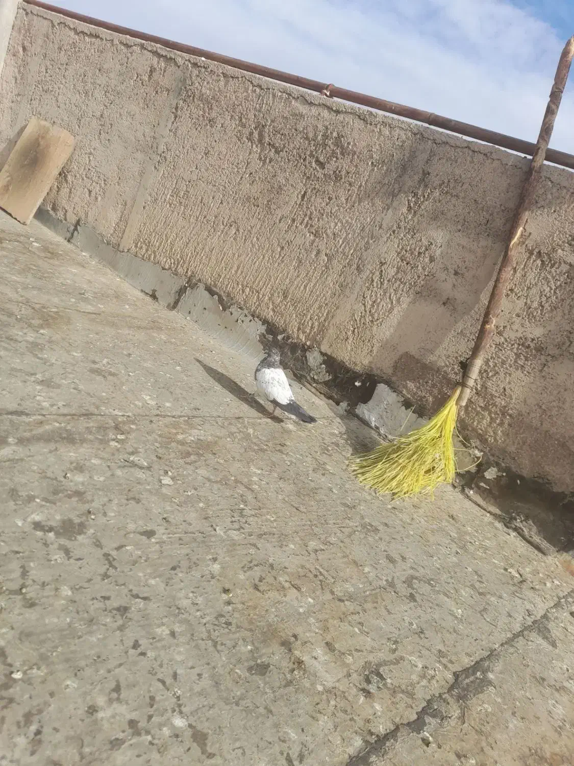 کبوتر|پرنده|شاهرود, |دیوار