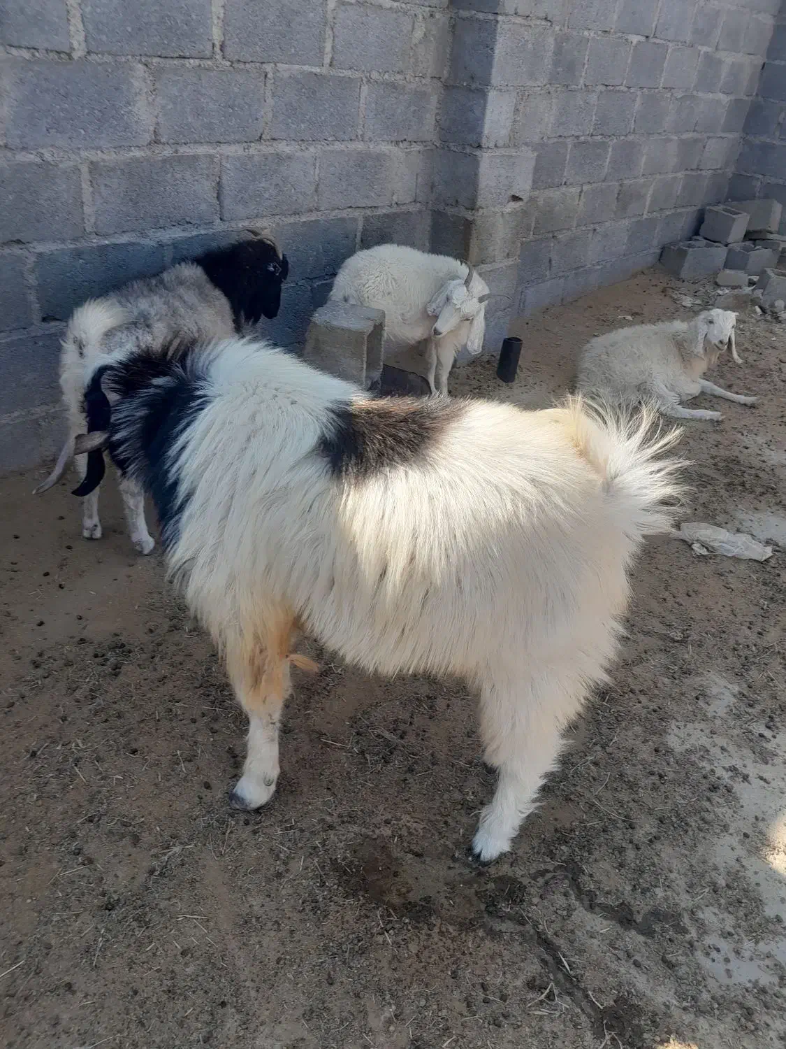 نری فروشی|حیوانات مزرعه|فین, |دیوار