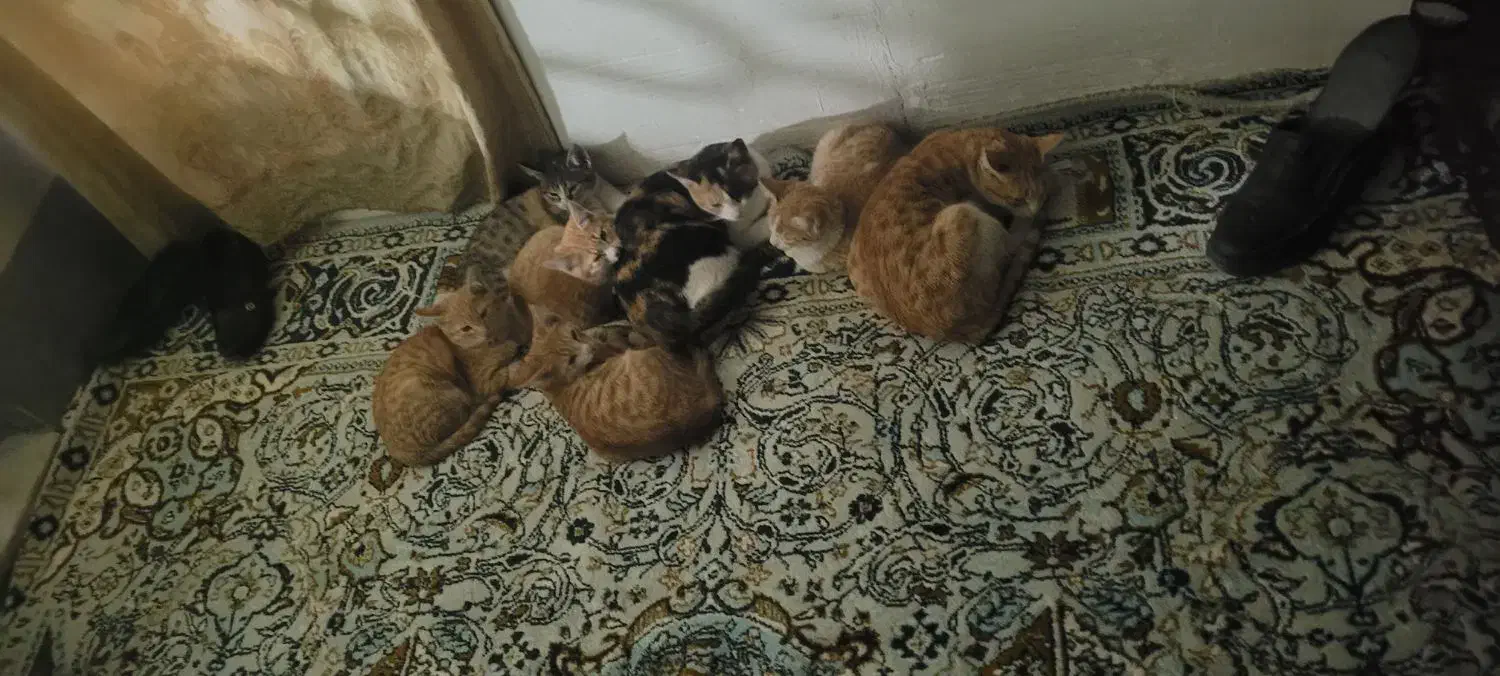 واگذاری رایگان گربه|گربه|قوچان, |دیوار