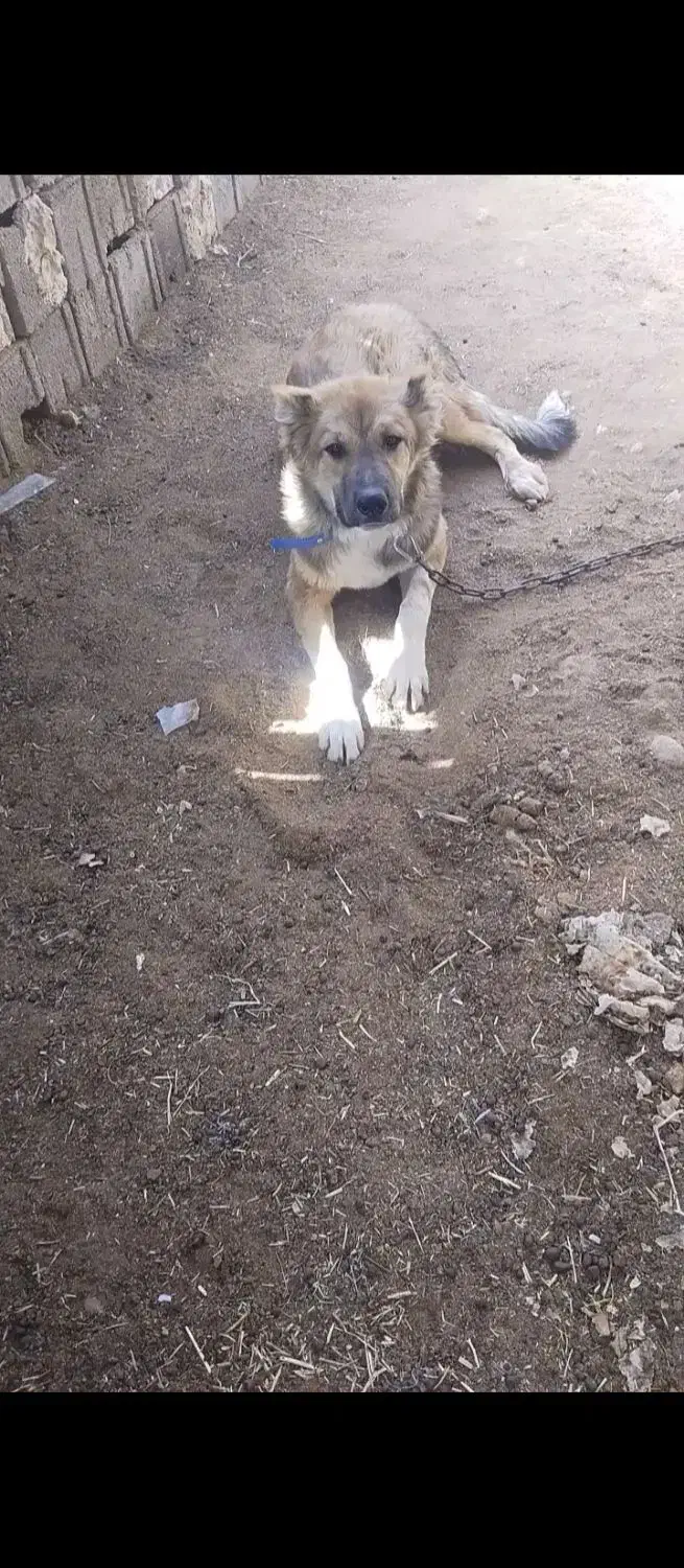 سگ شکاری و نگهبان|سگ|خورموج, |دیوار